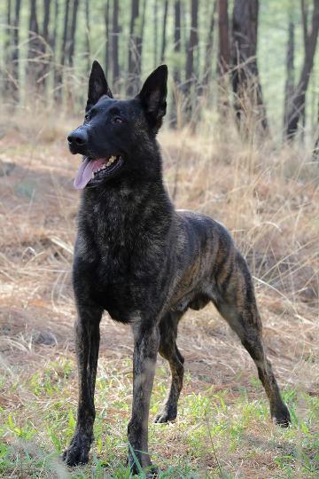 Samael De Donkere Kant | Dutch Shepherd 