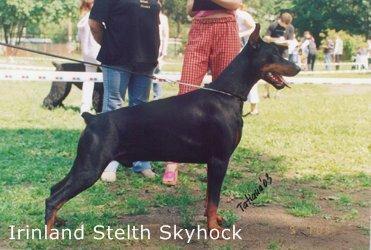 Irinland Stelth Skyhock | Black Doberman Pinscher
