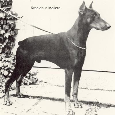 Krac de la Morlière | Black Doberman Pinscher