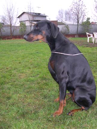 Irinland Agita Agisella | Black Doberman Pinscher