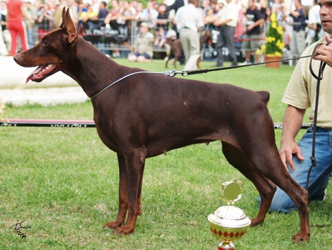 Irinland Anika Alise | Brown Doberman Pinscher