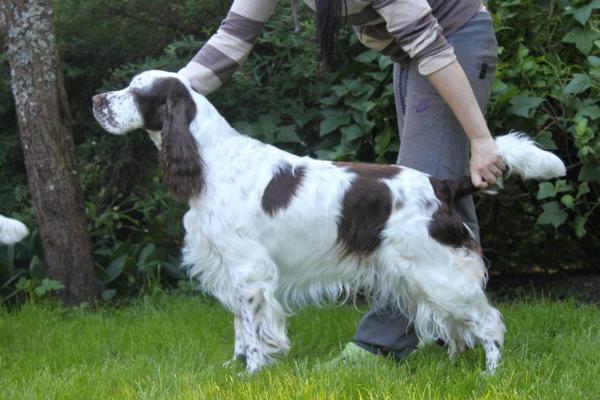 Adamant'S blues brother | English Springer Spaniel 