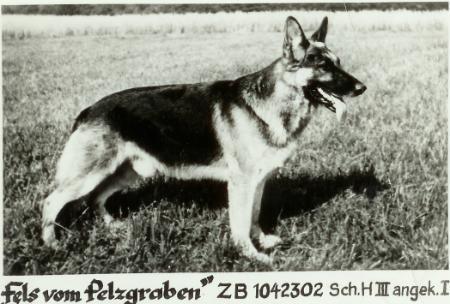 Fels vom Pelzgraben | German Shepherd Dog 