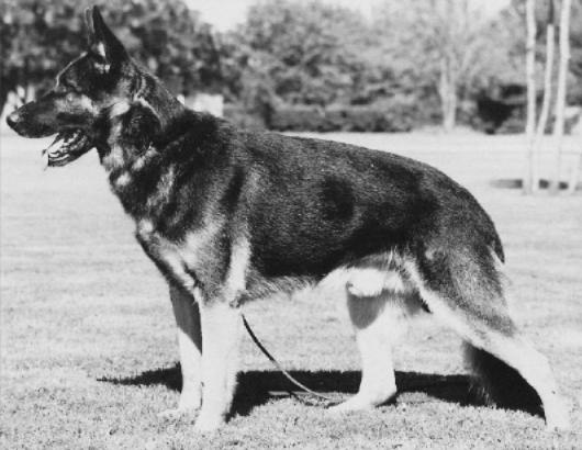 Dolf vom Altenbachtal | German Shepherd Dog 