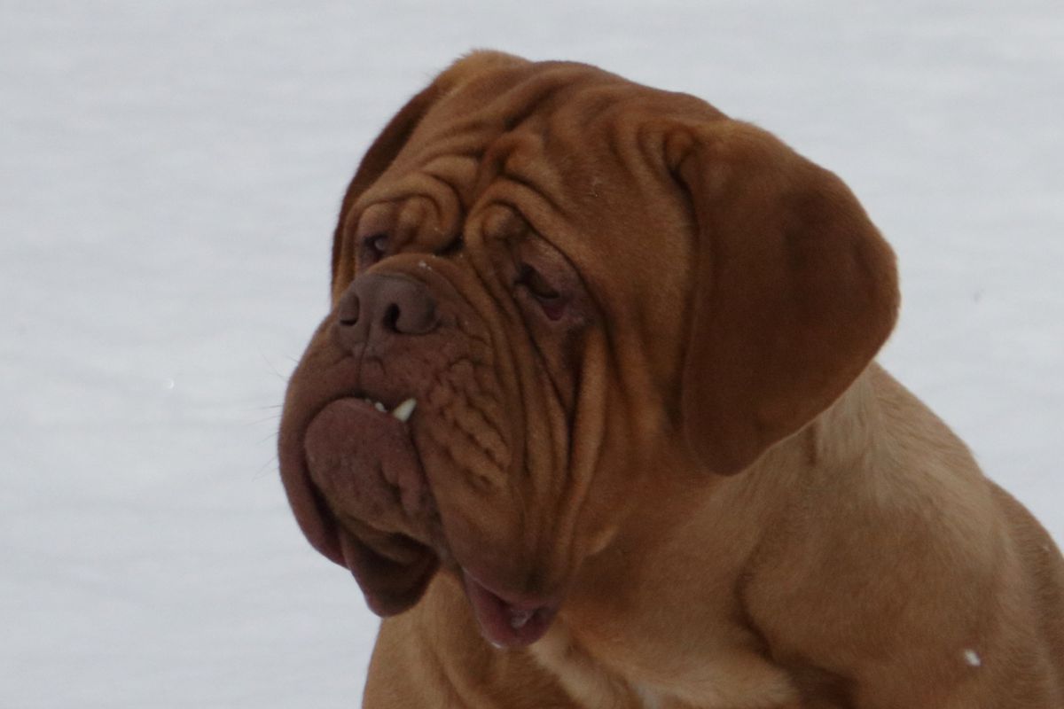 Blue Diamonds Hazel of The Pinecone on Rapid Creek | Dogue de Bordeaux 