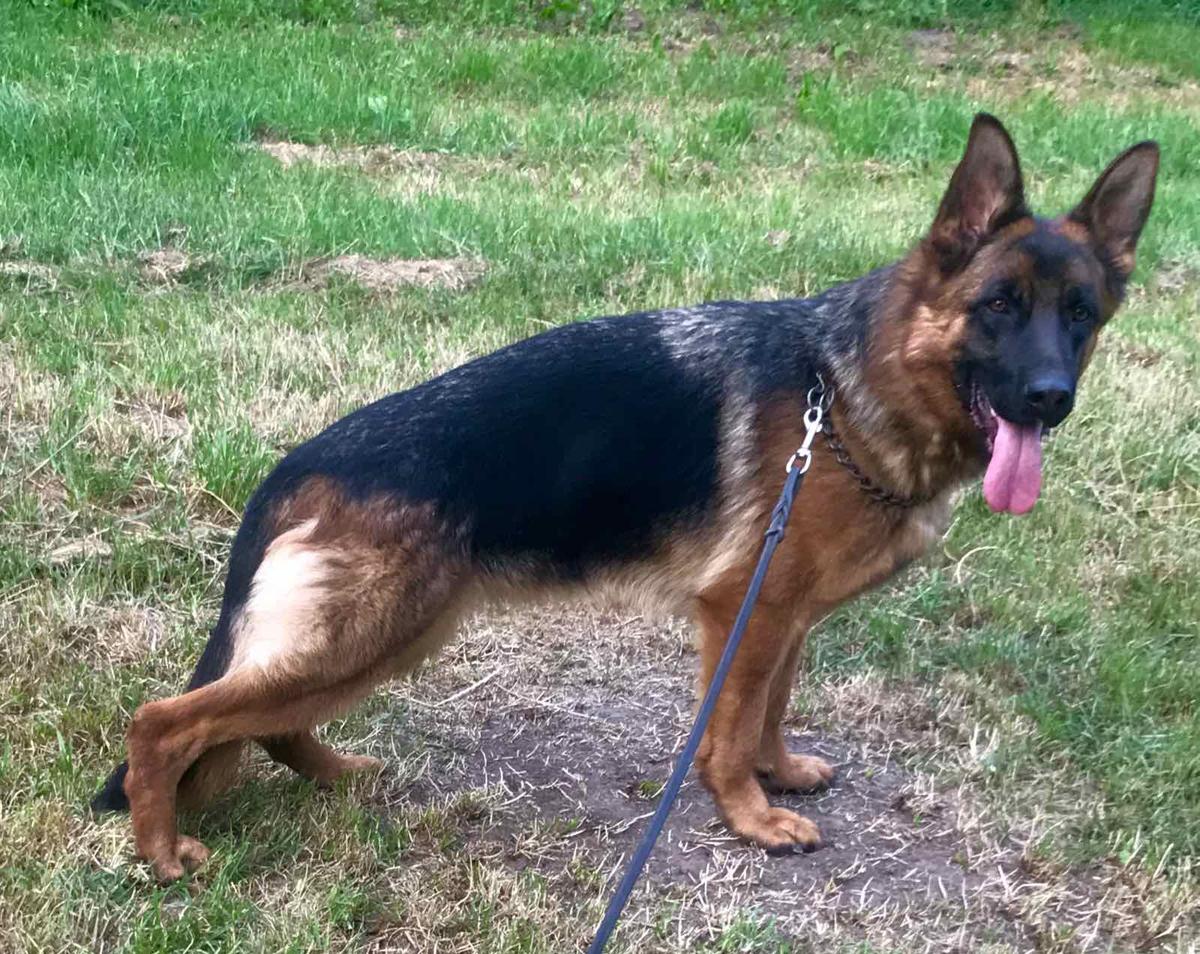 Tisa Ungvari Star | German Shepherd Dog 