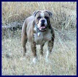 heavy hitter's Jefe | Olde English Bulldogge 