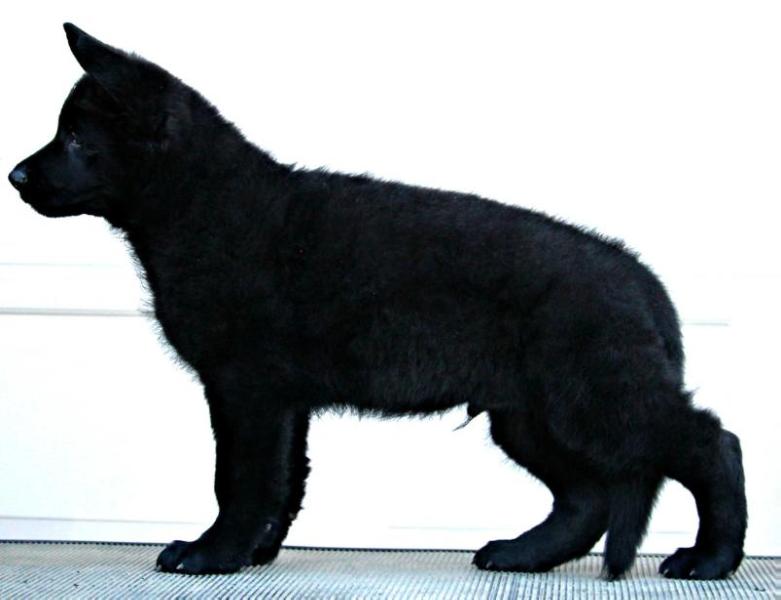 Amwolf's Azzo | German Shepherd Dog 