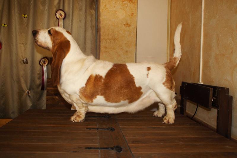 BEGOÑA DE VALLISLONGA | Basset Hound 