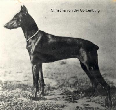 Christina v.d. Sorbenburg | Black Doberman Pinscher