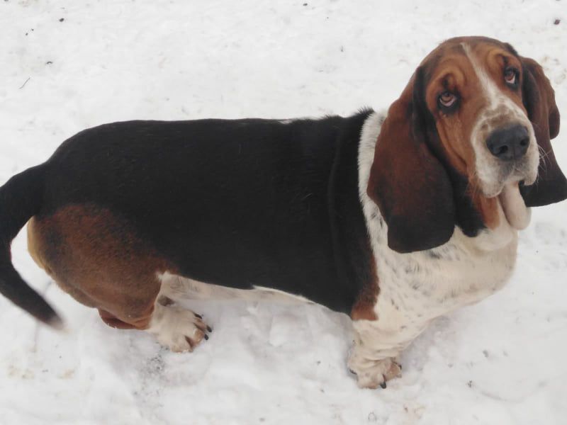 Eimi Cecelka z Cecelic | Basset Hound 