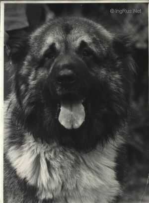 FRANT (SNZS) | Caucasian Mountain Dog 