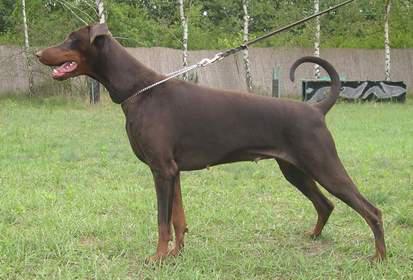 Dana v.d. Rosenhöhe | Brown Doberman Pinscher