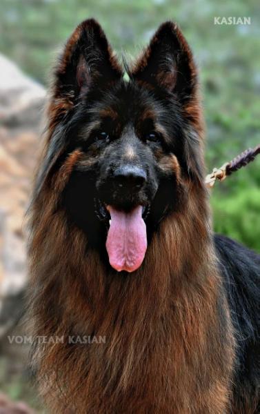 KASIAN z Hipolitowa | German Shepherd Dog 