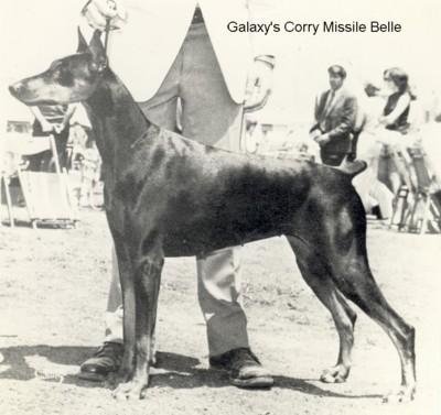 Galaxy's Corry Missile Belle | Black Doberman Pinscher