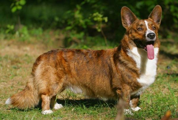 Zamok Svyatogo Angela Milord | Cardigan Welsh Corgi 