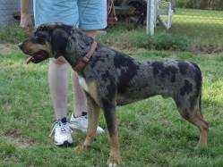 Abney's Tatanka | Catahoula Leopard Dog 