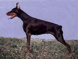 Melvas di Coldicania | Brown Doberman Pinscher