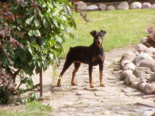 PATISSA z Zadziornego Gangu | German Pinscher 