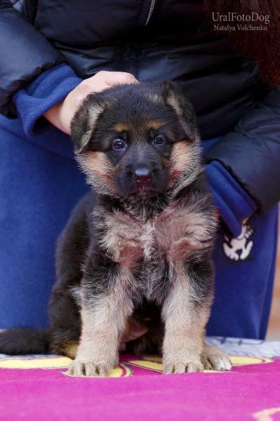 Alizhe Nemgriff Ursula | German Shepherd Dog 