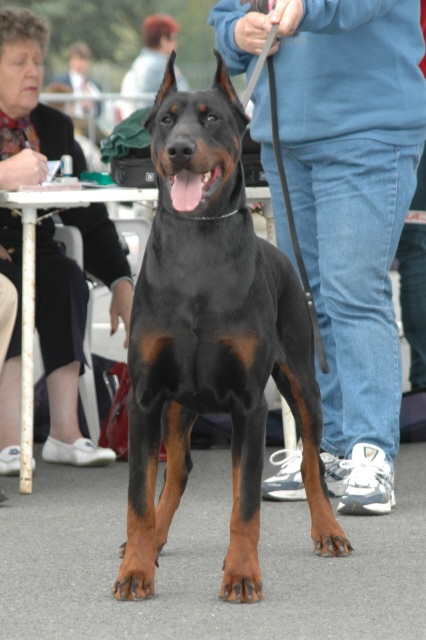 Enter Prise Tromelin | Black Doberman Pinscher