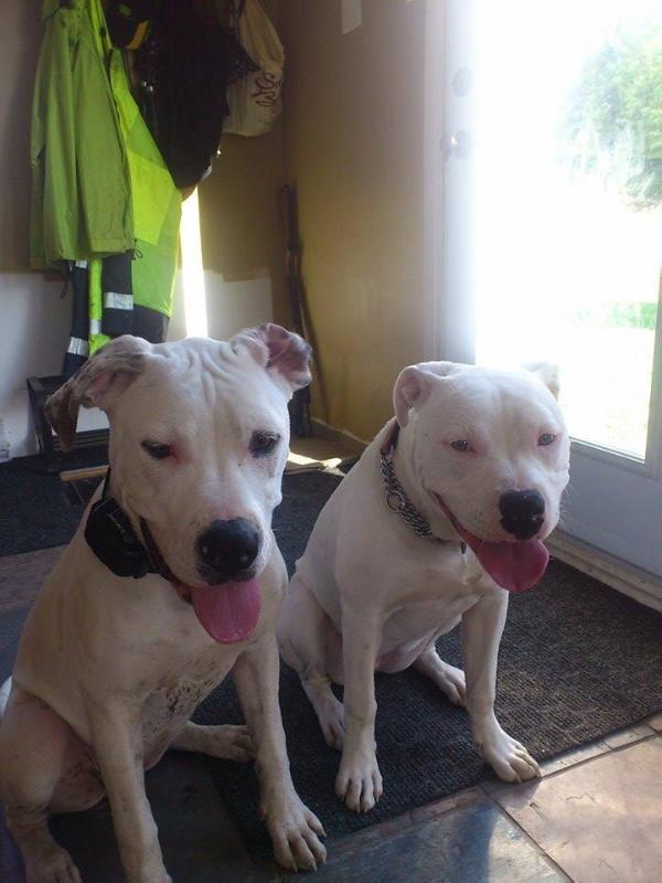 CloverBull's Joy to the world | American Bulldog 
