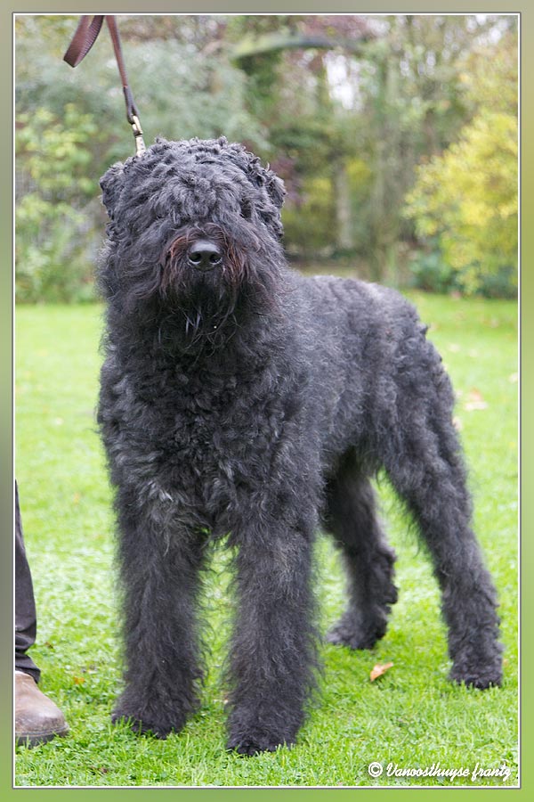 GHEB de la plaine des flandres | Bouvier des Flandres 