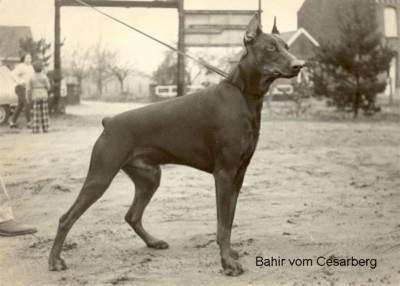 Bahir v. Cesarberg | Brown Doberman Pinscher