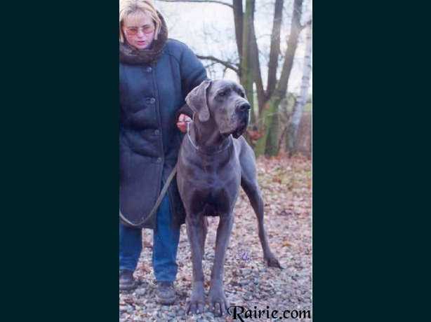 Le Roy des Terres de la Rairie | Great Dane 