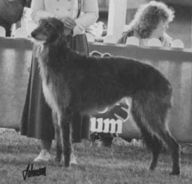 Beardswood Gigha | Scottish Deerhound 