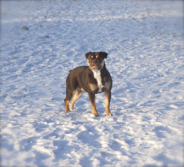 Romeni's Irmat | Olde English Bulldogge 