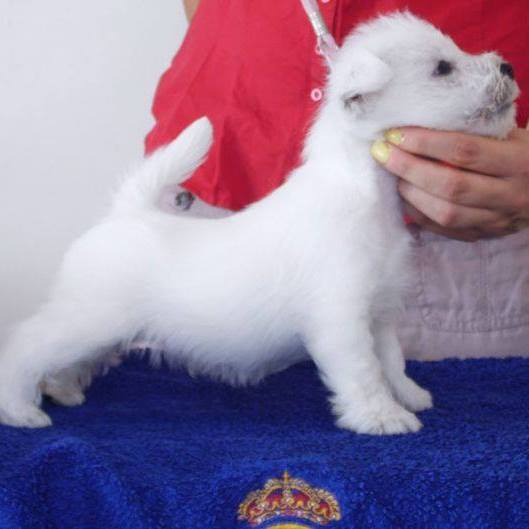 I'm the Superman Royal Lord | West Highland White Terrier 