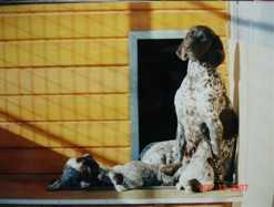 CHROMA DI DUAL STATUS | German Shorthaired Pointer 