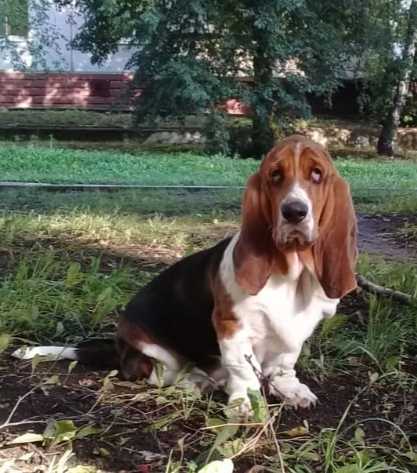 Zakiya iz doma Pavlovykh | Basset Hound 