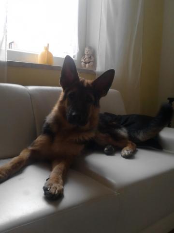 Eidel Kestener Herrenberg | German Shepherd Dog 