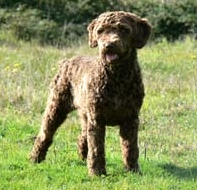 Opa de Valneboeiro | Spanish Water Dog 