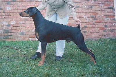 Nearctic Nick the Biscuit | Black Doberman Pinscher