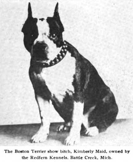 Kimberly Maid | Boston Terrier 