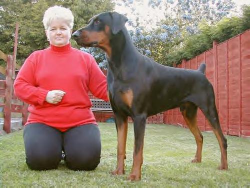 Jowendy's Dr. Feelgood for Amazon | Black Doberman Pinscher