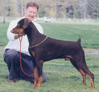 Amazon Sound Machine | Brown Doberman Pinscher