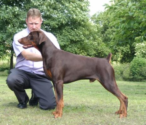 Khaneve Gold n Child at Amazon | Brown Doberman Pinscher