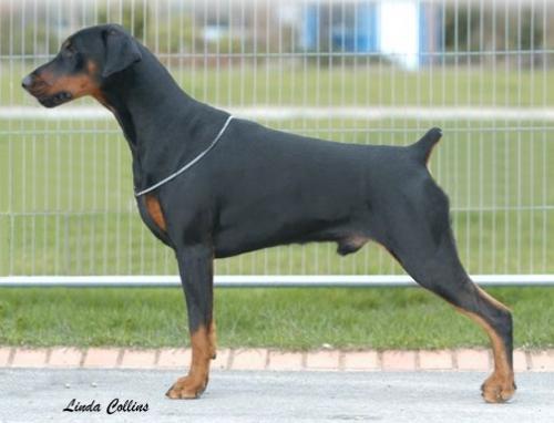 Amazon Black Sabbath at Purroma | Black Doberman Pinscher