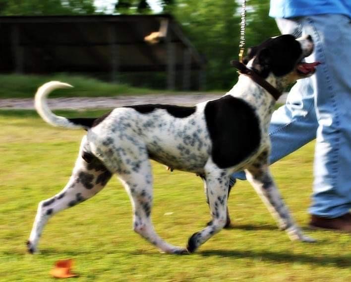 Cupcake of Steelbridge | American Bulldog 