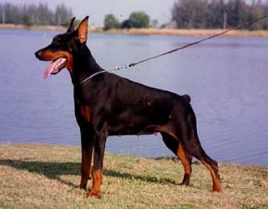 Irinland Dezir D'Amur | Black Doberman Pinscher