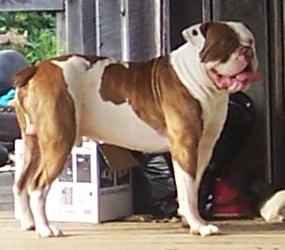 EastSide's 2 Face of X.S.B. | Olde English Bulldogge 