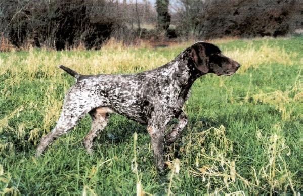 Or de Lemania | German Shorthaired Pointer 