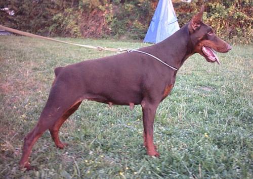 Masha delle Querce Nere | Brown Doberman Pinscher