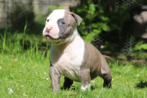 lil'one blue Keep your head up | American Staffordshire Terrier 