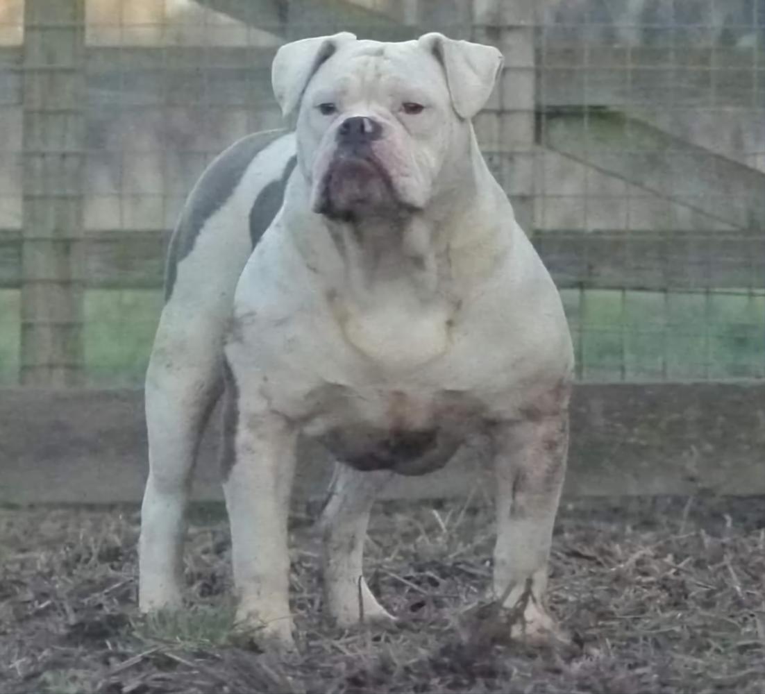 NBBZ's Romani | Olde English Bulldogge 