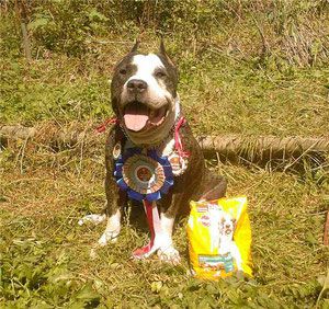 Liuis Taison | American Staffordshire Terrier 